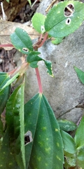 Pilea funkikensis