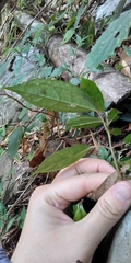 Pilea funkikensis