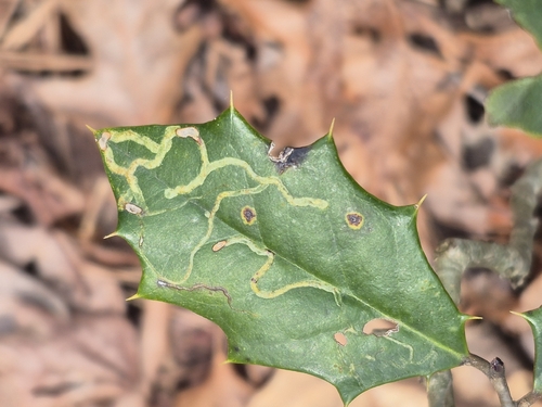 Unknown species found near Federalsburg, MD 21632, USA