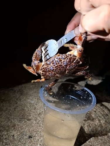 Killer Crab