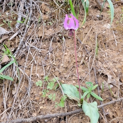 Erythronium hendersonii, photograph (c) Konshau Duman, some rights reserved (CC BY)