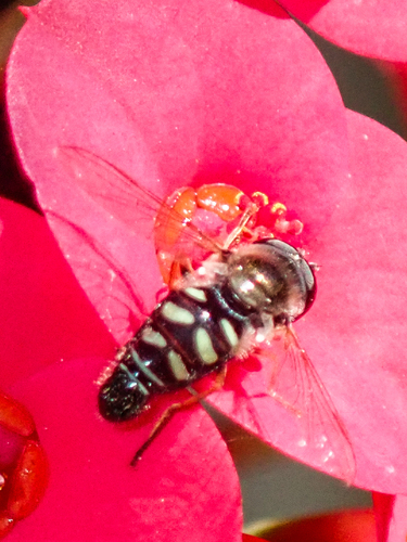 Unknown species found near Lake Murray, San Diego, CA, USA