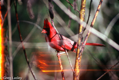 Cardinalis cardinalis