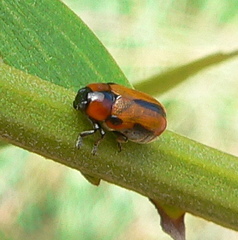 Peploptera