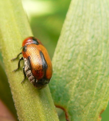 Peploptera