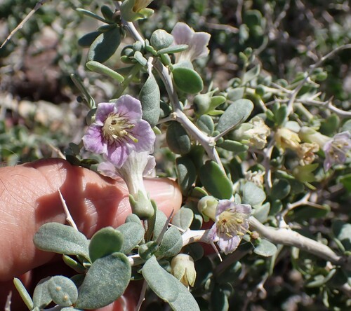 Pale Wolfberry (Lycium pallidum)