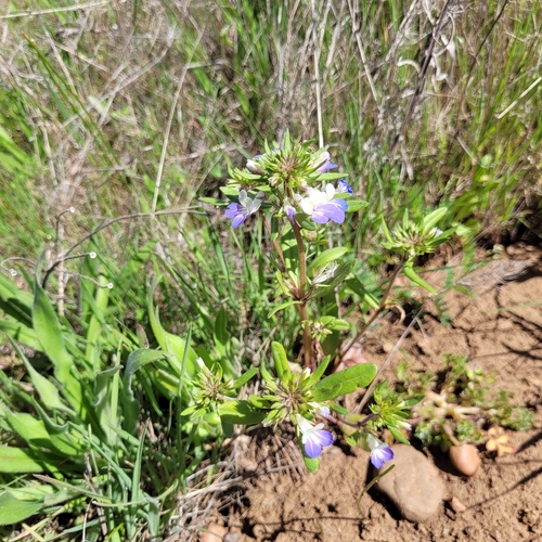 Giant Blue-eyed Mary (Collinsia grandiflora)