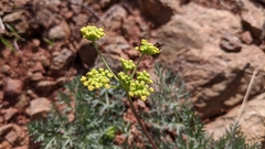 Lomatium congdonii
