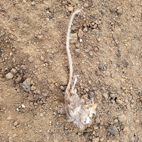 Great Basin Pocket Mouse