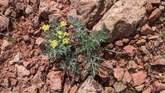 Lomatium congdonii