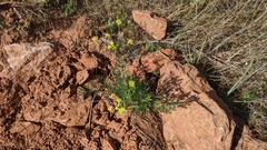 Lomatium congdonii