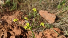 Lomatium congdonii