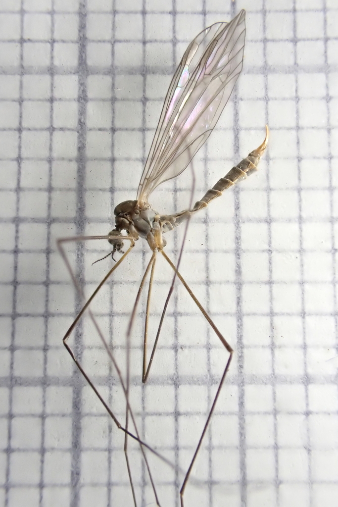 Dicranota subtilis