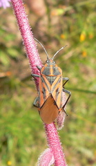 Spilostethus rivularis