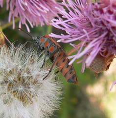 Spilostethus rivularis