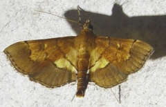 Syngamia latimarginalis