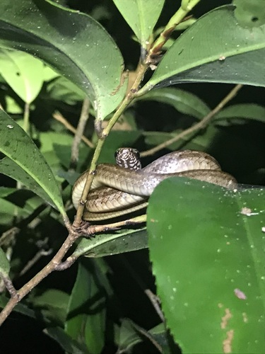 Central America Lizard Eater, Mastigodryas alternatus