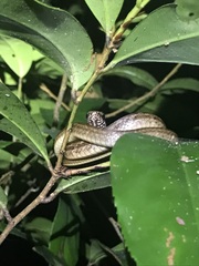 Central American Lizard Eater