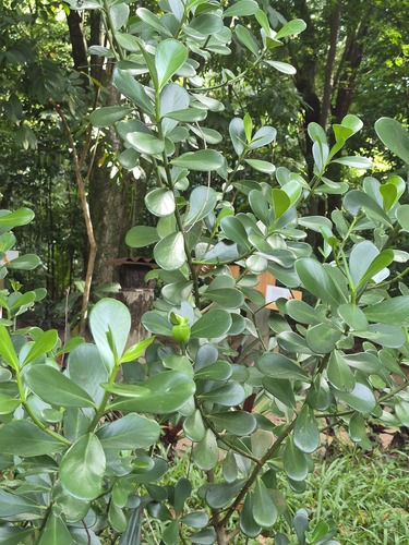 Clusia fluminensis