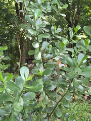 Clusia fluminensis
