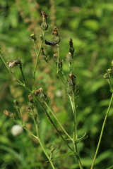 Picris japonica