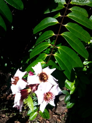Strophanthus gratus