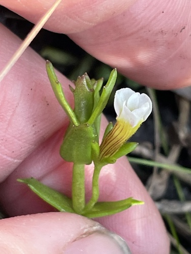 Branched Hedge-hyssop (Gratiola ramosa)