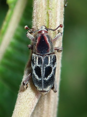 Rhodobaenus cinctus