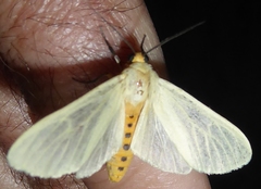 Pareuchaetes pseudoinsulata