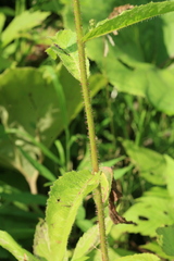 Picris japonica