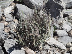 Astrolepis cochisensis