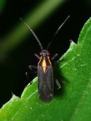 Image of Prepops luteofasciatus