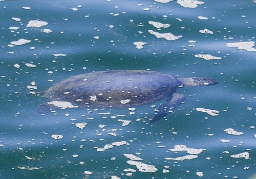 Chelonia mydas