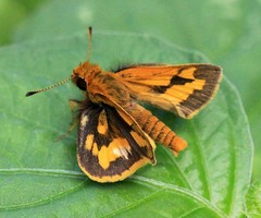 Taractrocera luzonensis