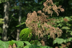 Filipendula camtschatica