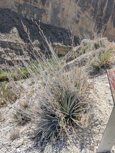 Texas False Agave (Hechtia texensis)