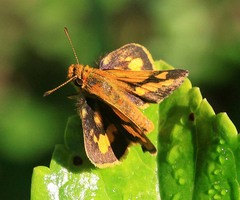 Taractrocera luzonensis