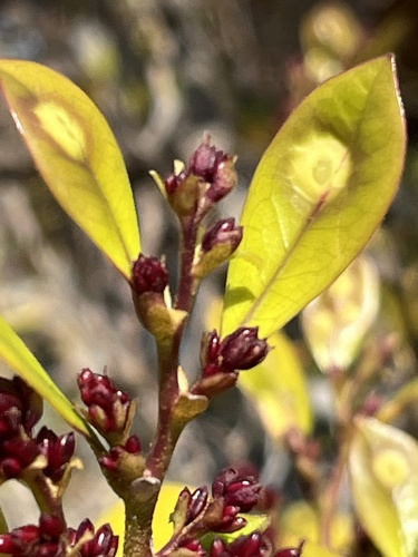 Distylium racemosum observed 2026-03-23