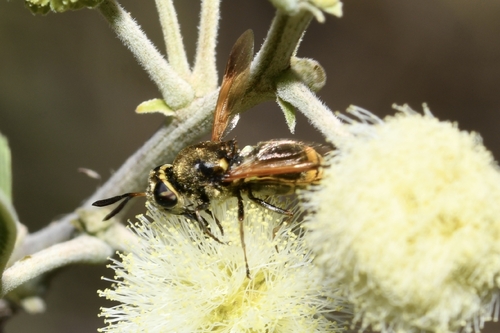 Unknown species found near 26693 Coah., México