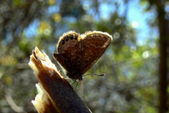 Brephidium pseudofea