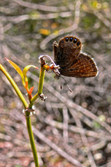Brephidium pseudofea