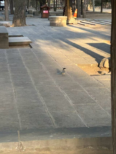 Azure-winged Magpie