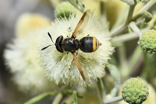 Unknown species found near 26693 Coah., México