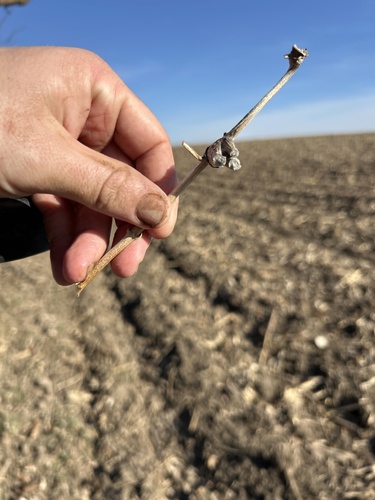 Unknown species found near 75th St NE, Murdock, MN, US