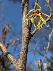 Hamamelis × intermedia