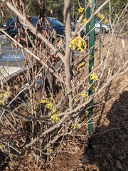 Hamamelis × intermedia