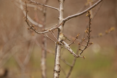 Common Chaffinch