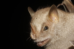 Chiroderma villosum