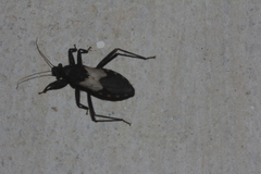 Microtomus luctuosus