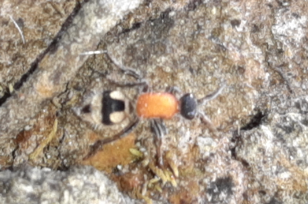 Timulla derelicta